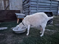 母山羊, Saanen goat — 照片 3