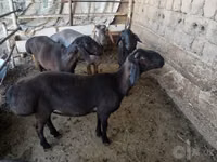 Widder, Rhon sheep — Foto 7