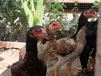 Chickens — الصورة 1