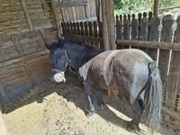 Caballo, Caballos — foto 2
