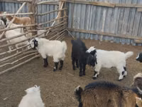 Ziegenbock, Ziegen — Foto 1