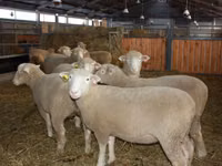 Carnero, Dorset horn sheep — foto 2