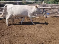 Kuh, Swiss cattle — Foto 1