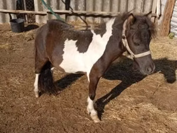 Hengst, Falabella
