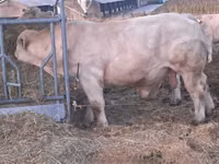Buqa, Charolais cattle — 7-rasm