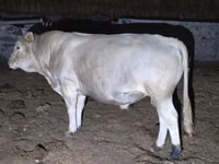 Buqa, Swiss cattle — 2-rasm