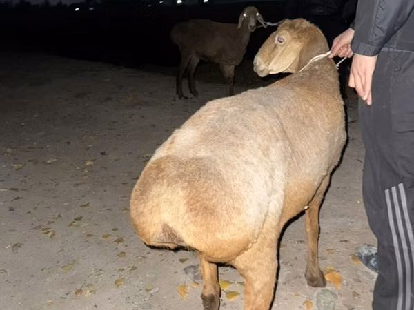 母羊, Sheep