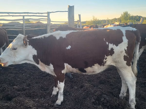 بقرة, Simmental cattle
