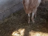 كبش, Edilbay sheep — الصورة 2