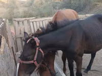 Horse (M), Horses — photo 4