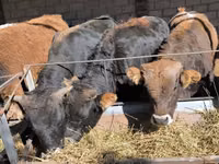 Bulle, Aberdeen-Angus — Foto 1