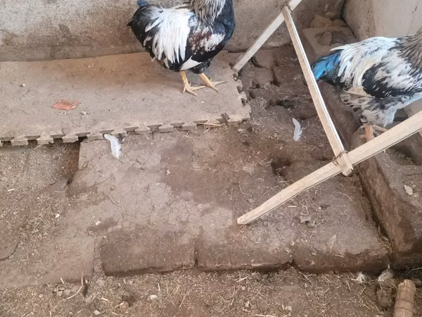 Chickens — Kirgisistan