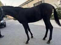 Pferde (Partie, Geschlecht nicht angegeben), Kyrgyz Horse — Foto 5