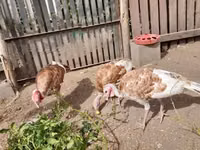 Turkeys — foto 3