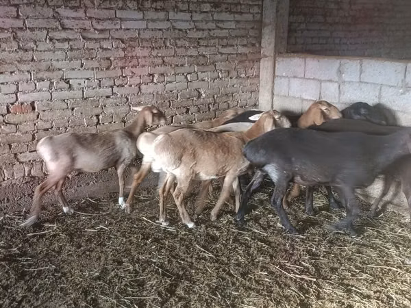 نعجة, Tian-Shan semifinewool sheep