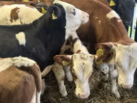 Cattle (batch, sex not specified), Cattle — photo 5