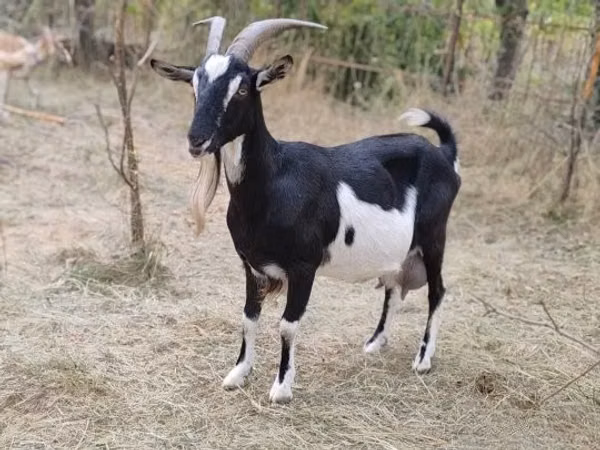 Echki, Toggenburg goat