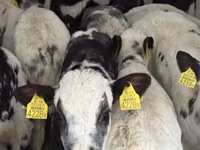 Rinder (Partie, Geschlecht nicht angegeben), Simmental cattle — Foto 3
