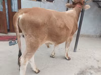 牛只（批次，未指定性别）, Cattle — 照片 5