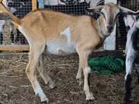 تيس, Nubian Goat — الصورة 1