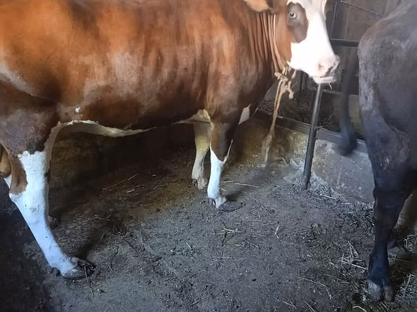 母牛, Swiss cattle — 吉尔吉斯斯坦