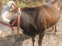 Vaca, Ganado vacuno — foto 2