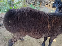 كبش, Blackheaded Persian sheep — الصورة 1