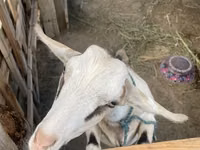 Ziegenbock, Alpine goat — Foto 6