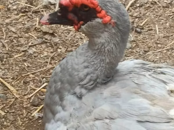 Ducks