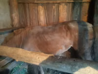 Yegua, Caballos — foto 4