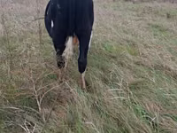 Bulle, Russian Black pied cattle — Foto 3