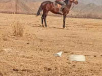 公马, Horses — 照片 2