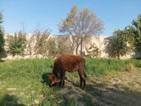 Caballo, Caballos — foto 1