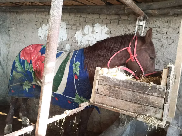 Hengst, Pferde — Usbekistan