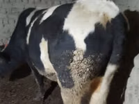 公牛, Cattle — 照片 4