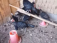 Turkeys — foto 1