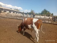 ثور, Simmental cattle — الصورة 4