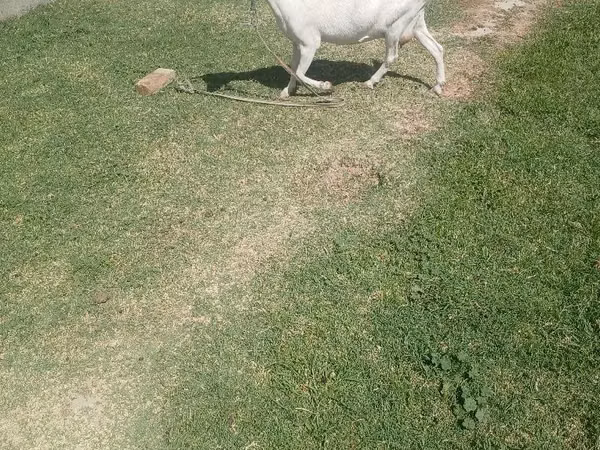 Ziege, Saanen goat — Usbekistan