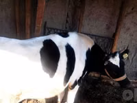 Kuh, Russian Black pied cattle — Foto 4