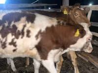 母牛, Simmental cattle — 照片 2