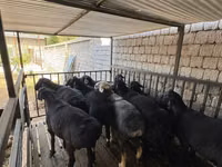 كبش, Rhon sheep — الصورة 5