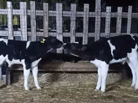 ثور, Swiss cattle — الصورة 1