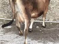 Kuh, Aberdeen-Angus — Foto 5