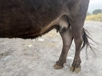 母牛, Cattle — 照片 3