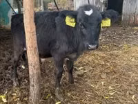 Bovinos (lote, sexo no especificado), Simmental cattle — foto 5