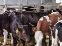 Bulle, Simmental cattle — Foto 4