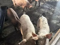 मादा सूअर, सूअर — फ़ोटो 1