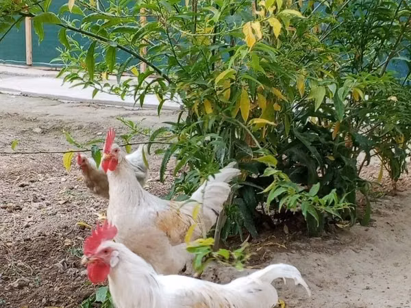 Chickens