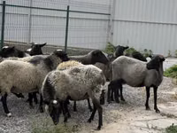 Schaf, Romanov sheep — Foto 3