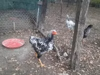 Chickens — 照片 5